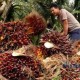 CPO INDONESIA: El Nino Ancam Produksi CPO Turun 5%-10%